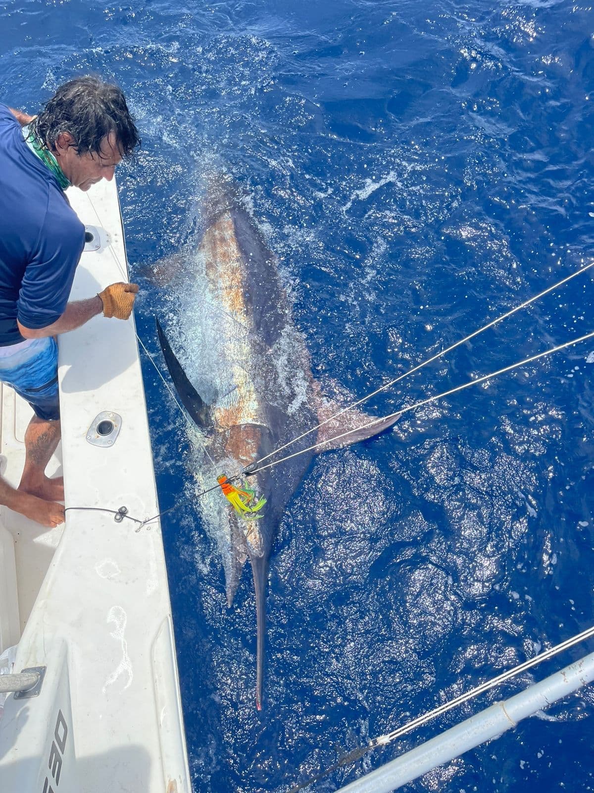 Blue Marlin Fishing